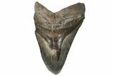 Bargain, Fossil Megalodon Tooth - South Carolina #186659-1